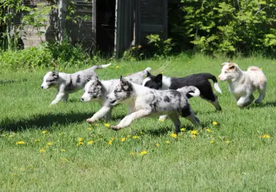 11 week old border collie pupies for sale, View more