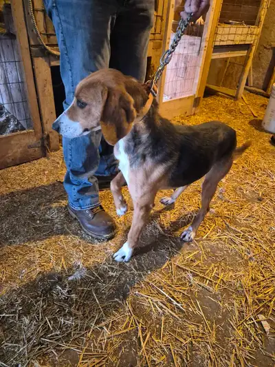 Walker fox hound, View more