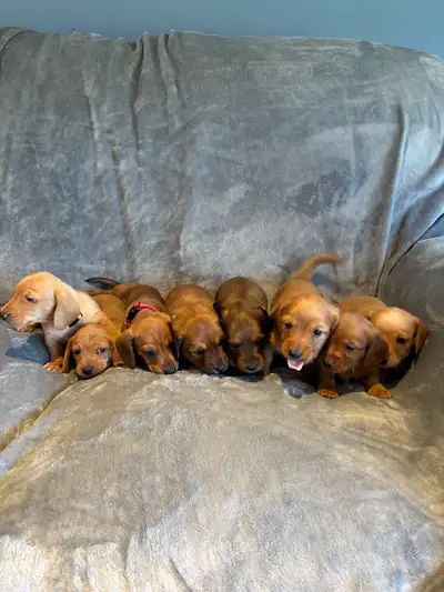 Purebred mini dachshund puppies- ready to go!, View more