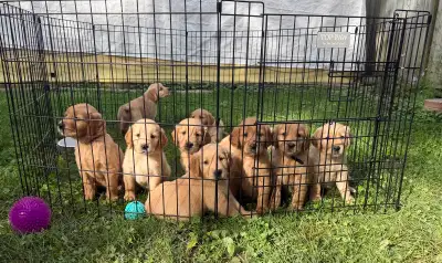 Purebred Golden Retriever Puppies, View more
