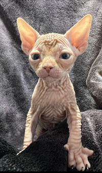 Male sphynx sphinx a vendre 