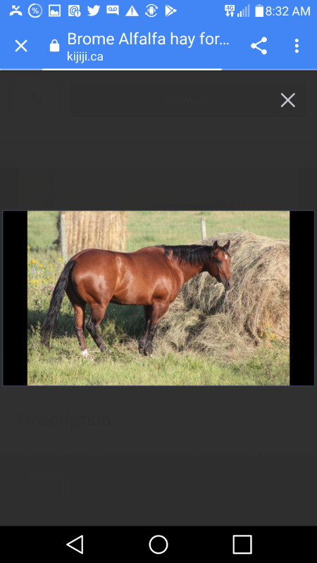 Hay for sale Yorkton Area Limited in Equestrian & Livestock Accessories in Regina - Image 3