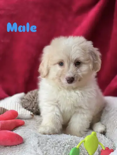 Mini Chiots Pomapoo Prêts ❤❤, View more