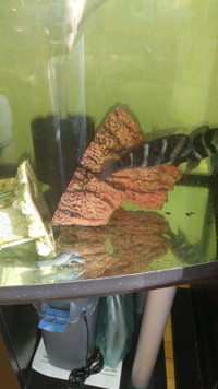 2 Adult Crowfish for Aquarium Fish Tank for Sale