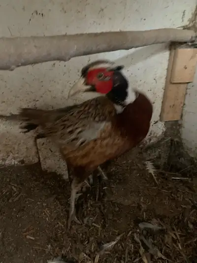 male ring neck pheasant, View more
