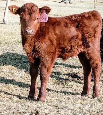  Black Angus bull , View more