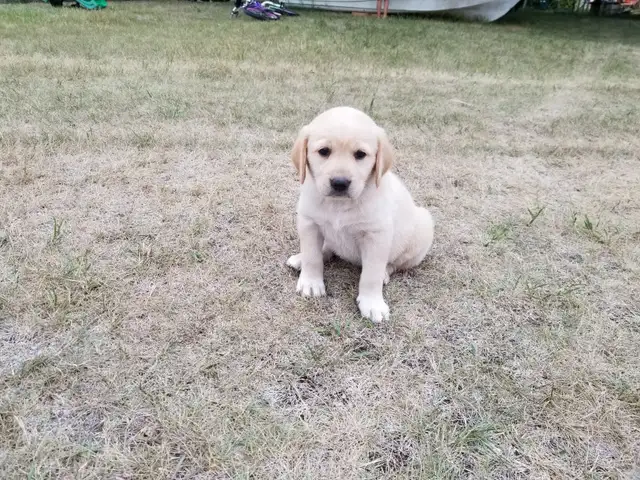Lovely Golden Labrador Retriever Puppies in Dogs & Puppies for Rehoming in Winnipeg - Image 9