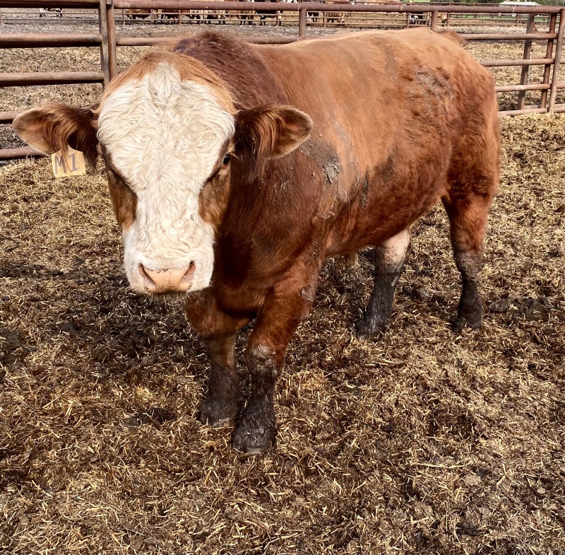 Simmental Bull Livestock Winnipeg Kijiji