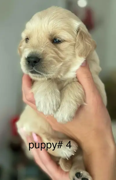 Purebred Golden Retriever Puppies – Born May 17th – Ready Soon! We are excited to announce the arriv...