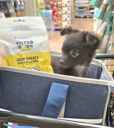 1 Rare Micro Chihuahua, View more