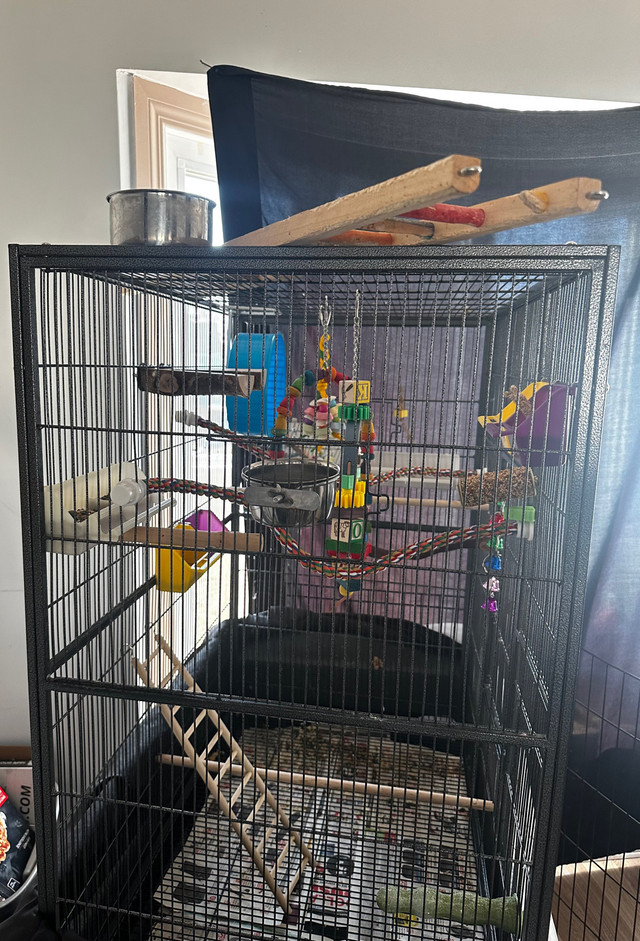 Actual Large Bird cage + accessories  in Birds for Rehoming in Edmonton - Image 4