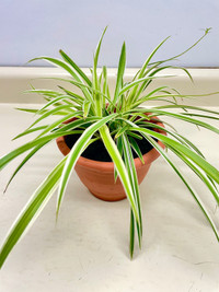 Spider plant /Plante araignée in a plastic pot