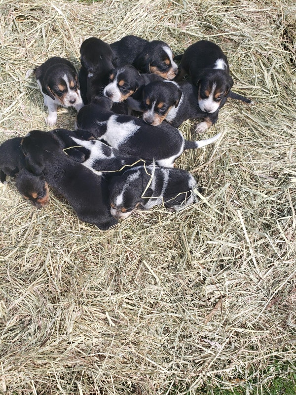 Purebred beagle puppies Dogs & Puppies for Rehoming Ottawa Kijiji