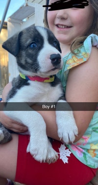Dogo Argentino/Husky Cross puppies 
