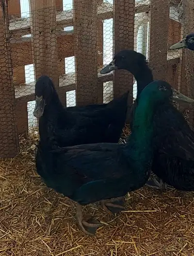 Cayuga ducks, 2 female one drake sold together, View more