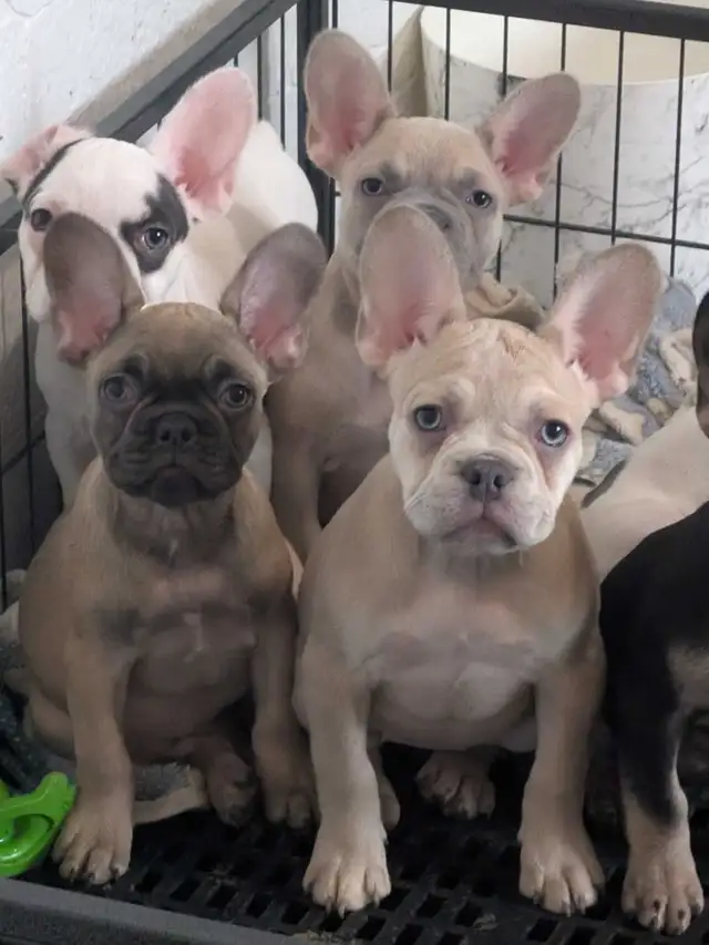French Bulldogs for sale (ready to go!) in Dogs & Puppies for Rehoming in Delta/Surrey/Langley - Image 10
