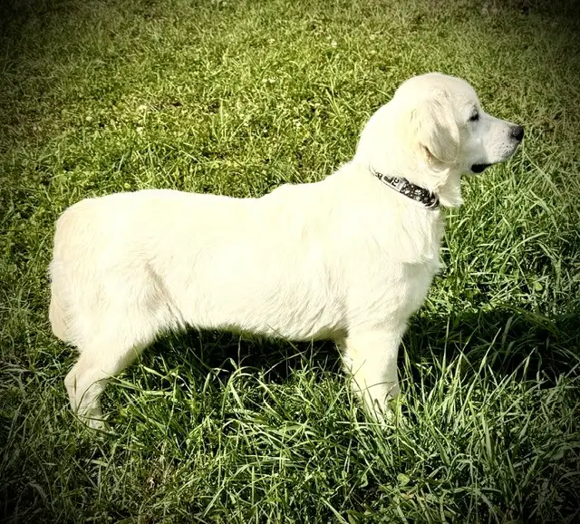 English Cream Golden Retriever in Dogs & Puppies for Rehoming in Oakville / Halton Region - Image 11