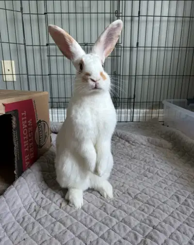 bunny for rehoming , View more