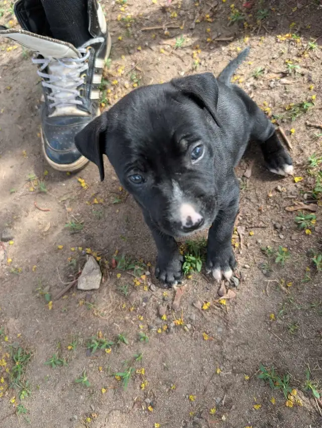 King Corso puppies in Dogs & Puppies for Rehoming in Ottawa - Image 6