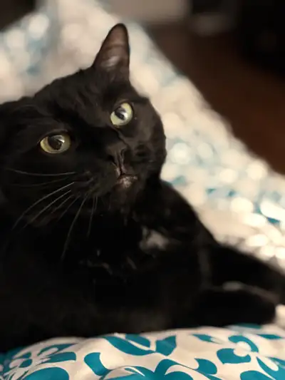 Looking for a calm, loving home for our sweet Luna girl. Luna is a 7 year old shy little girl. Once...