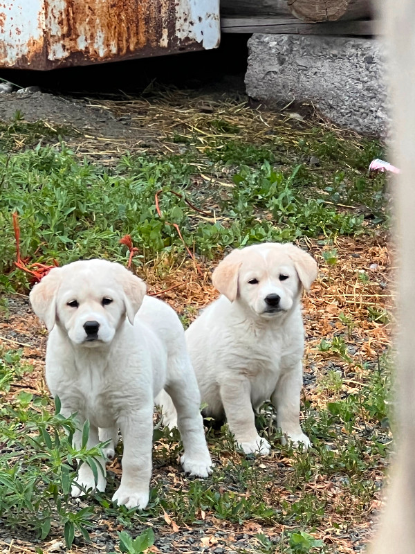 Two male Lab cross puppys Dogs & Puppies for Rehoming Kamloops Kijiji