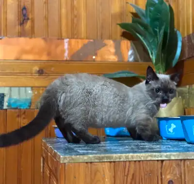 Belle Munchkin Lynx Pattes Courtes de 5 mois, View more