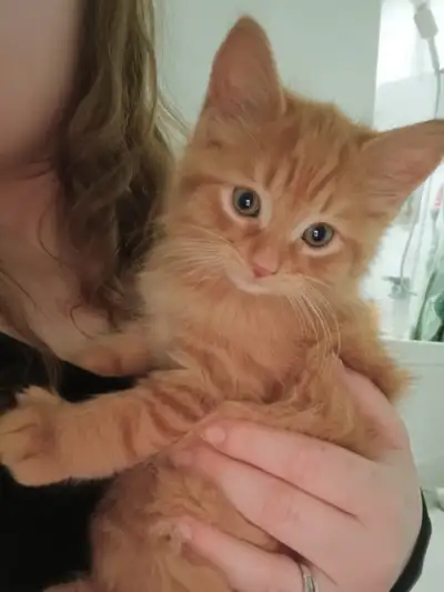 3 male Kittens for rehoming, View more