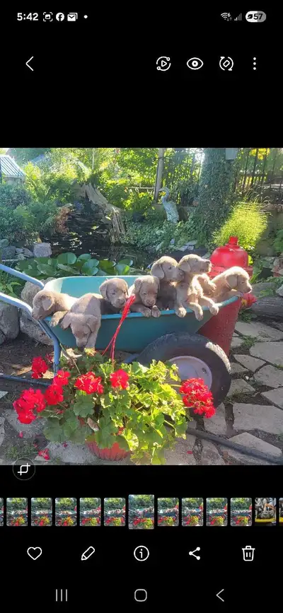 Purebred Silver Lab Pups, View more