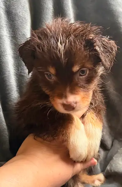 Price reduced due to a health issue in the home. 5 male and 3 female puppies! They are so gentle alr...