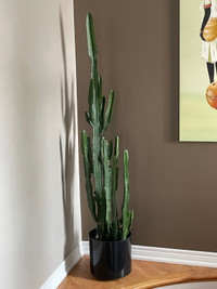 6ft + Healthy Cactus For Sale!