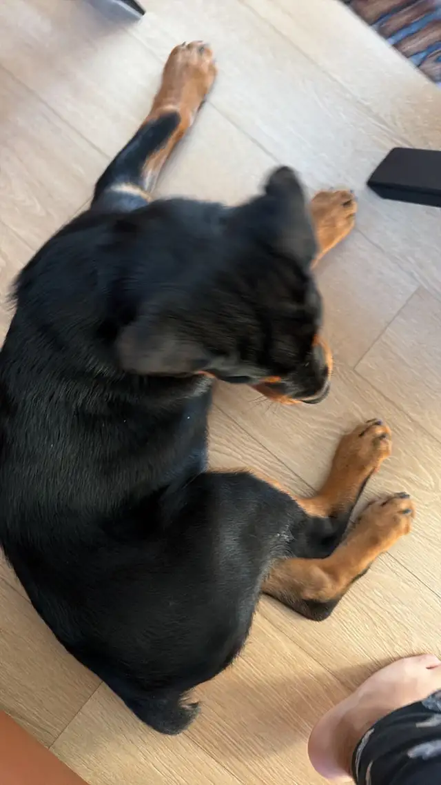 Purebred Male Rottweiler | Dogs & Puppies for Rehoming | Winnipeg ...