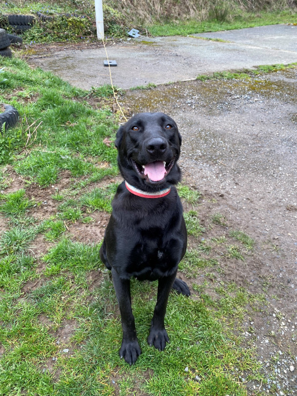 Black Labrador mix female dog in Dogs & Puppies for Rehoming in Nanaimo