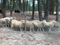 lambs for sale