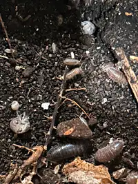 Curly Isopods (C convexus) for sale