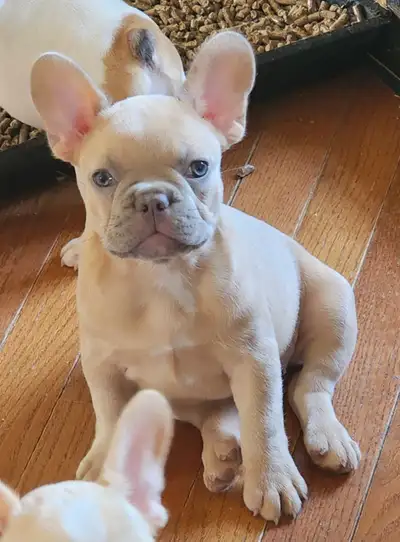 Chiot femelle vaccinée, vermifugée et micropucée. Élevée dans le confort de notre foyer et maintenan...