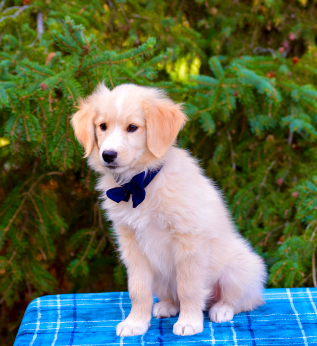 Miniature Golden Aussie Pups! in Dogs & Puppies for Rehoming in Edmonton - Image 2