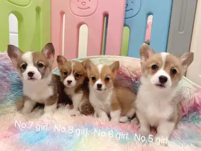 Welsh corgi puppies 2 months old and ready to new home anytime Available ones : Boy 1 - $899 availab...