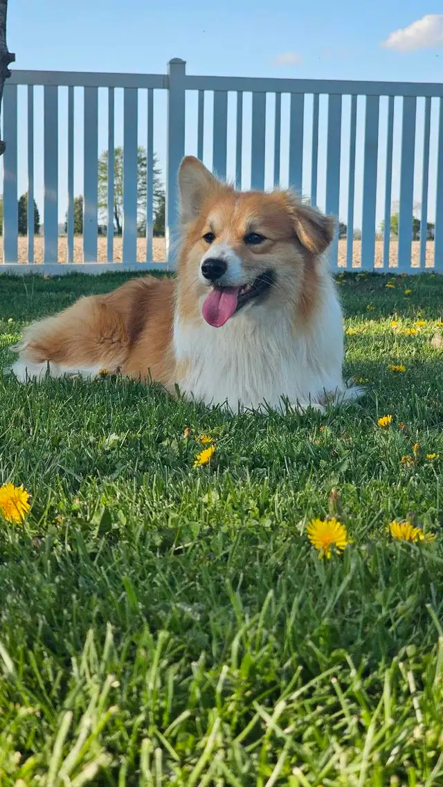 CKC Pembroke Welsh Corgi puppies in Dogs & Puppies for Rehoming in Sarnia - Image 6