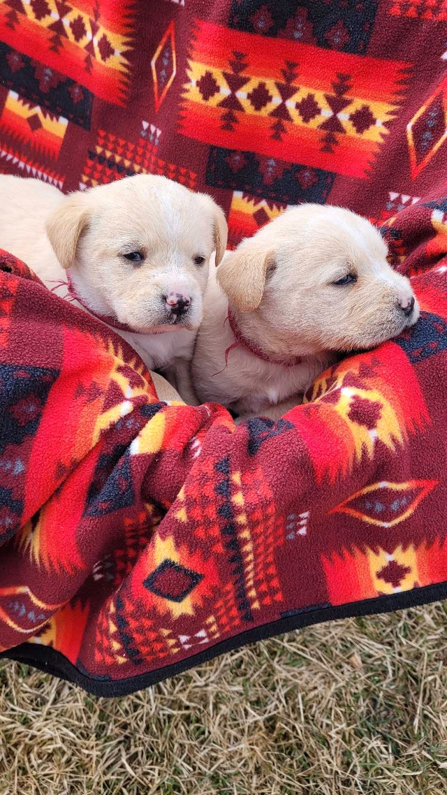 ♡cute puppies for sale!! in Dogs & Puppies for Rehoming in Winnipeg - Image 3