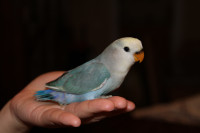 Adorable, tame hand-raised Dutch blue pied baby lovebird