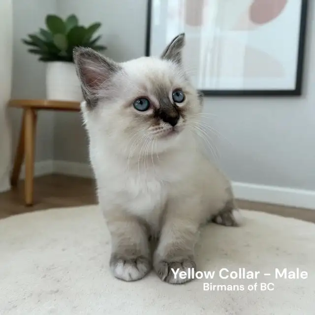 Purebred Birman Kittens