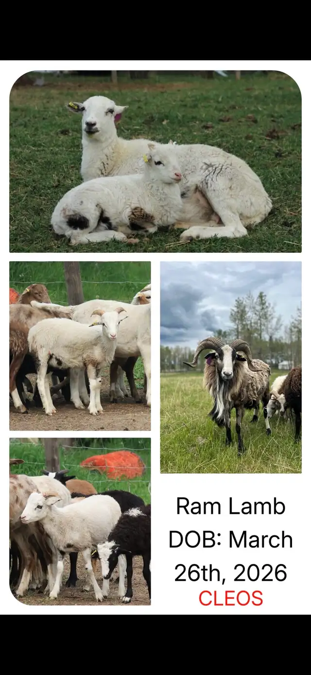 Painted Desert Ram Lambs in Livestock in Edmonton - Image 5