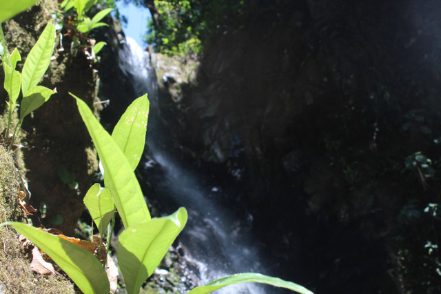 Eternal Springtime! Panama Waterfall Property for Sale! in Land for Sale in St. John's - Image 3