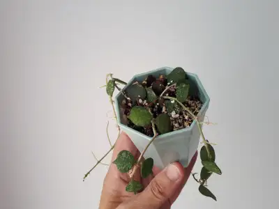 Hoya curtisii, View more