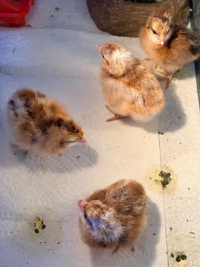 Bielefelder Chicks, View more