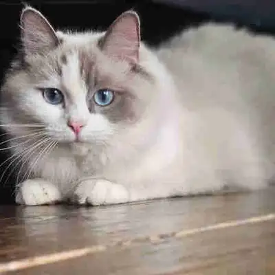 Beautiful Blue-Eyed Ragdoll Female – Friendly & Playful, View more