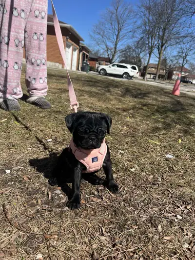 black pug, View more