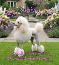 STANDARD POODLE PUPPIES! CKC REGISTERED Calgary Alberta Preview