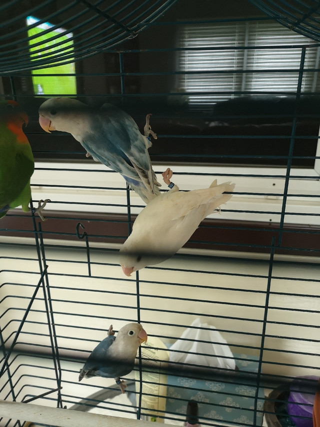 Baby Lovebirds | Birds for Rehoming | Woodstock | Kijiji