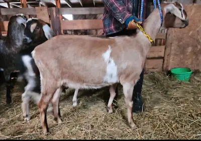 in milk registered nubian doe , View more